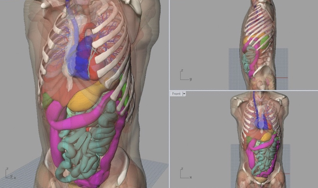 Computerized model of human chest