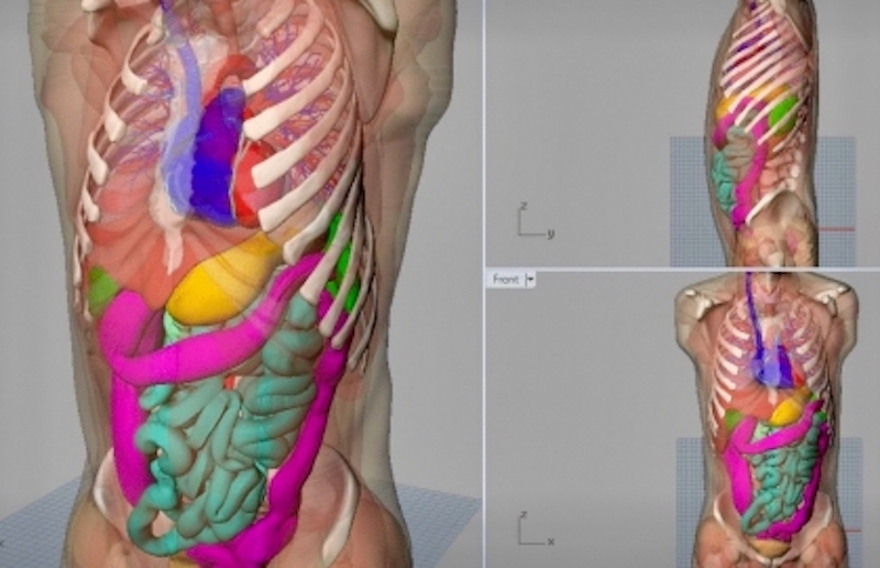 Computerized model of human chest