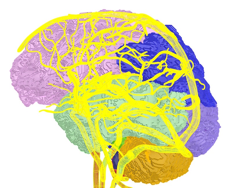 Computerized model of human brain