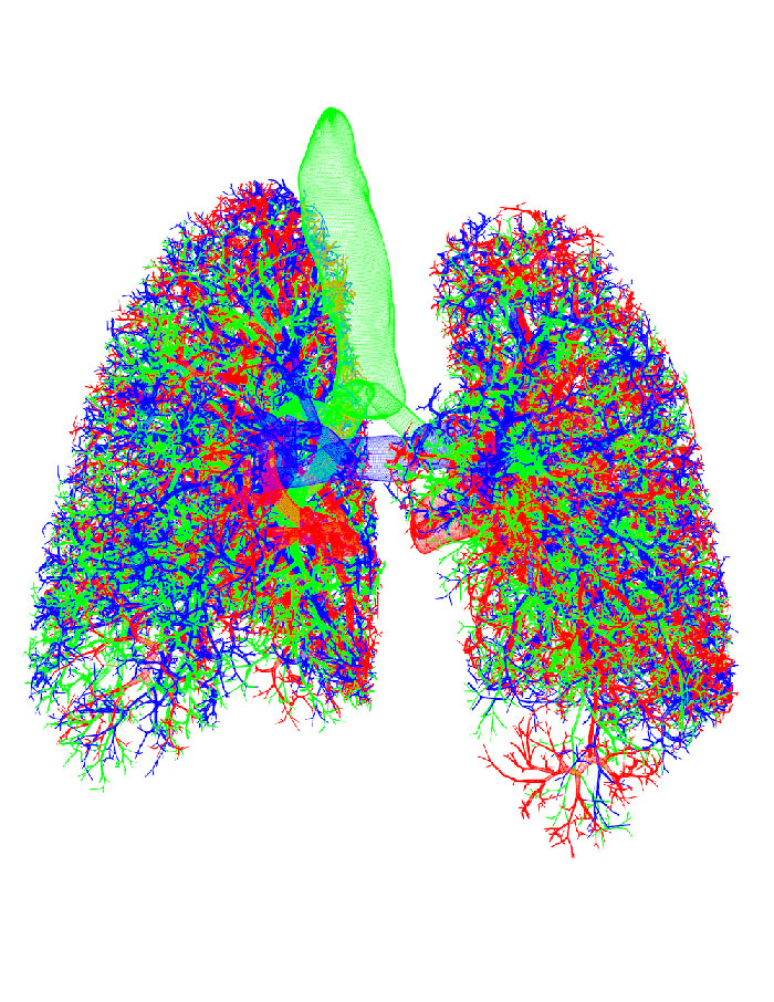 Computer model of lungs - Non-parenchyma