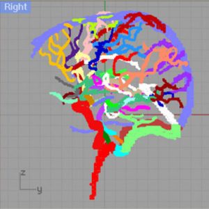 Highly detailed anatomy for the human brain including ~100 structures and vessel